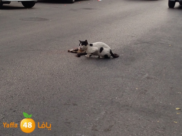 catinsheftyysraeal (4).JPG